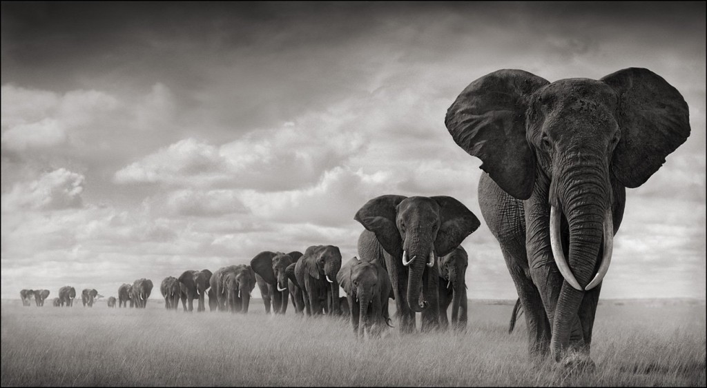 sebastiao salgado