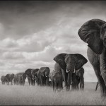 sebastiao salgado